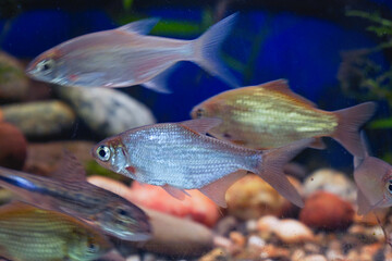 Young bream swim in the aquarium. Freshwater river fish in an aquarium. Selective focus