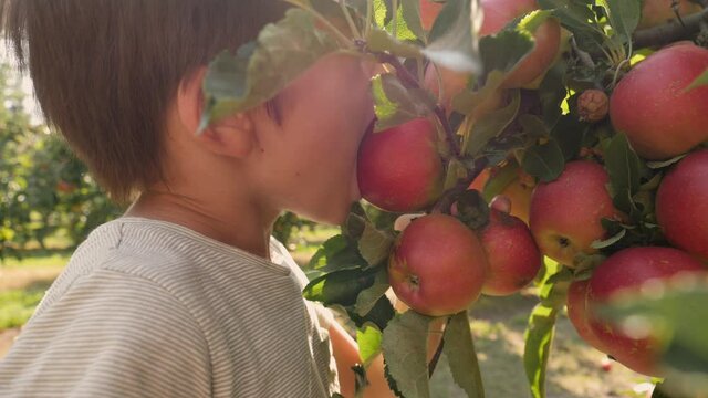 Cute little boy kid funny greedily bites a ripe red apple fruit from a tree in a garden
