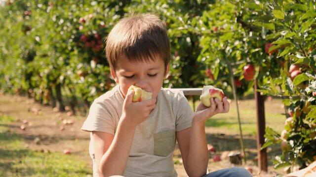 Cute little boy kid funny greedily eat chew two apples fruits in a garden