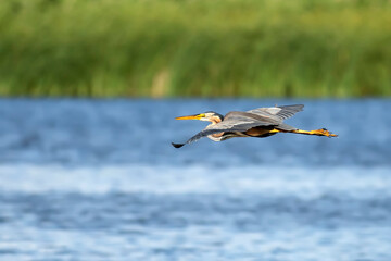 Flying heron. Colorful nature background. Bird: Purple Heron.