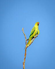 Indian ring-necked parakeet(Psittacula krameri)parrot sitting on dry tree branch.