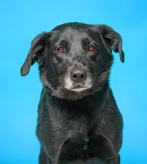 studio shot of a shelter dog on an isolated background