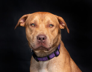 studio shot of a shelter dog on an isolated background
