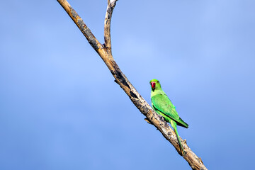 Indian ring-necked parakeet(Psittacula krameri) parrot sitting on dry tree branch.