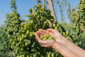 Naklejka na ściany i meble Female hands hold hop cones in their palms. Harvesting hops in the field.