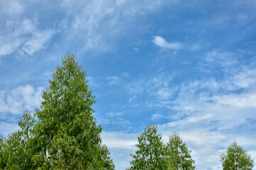 grass and blue sky