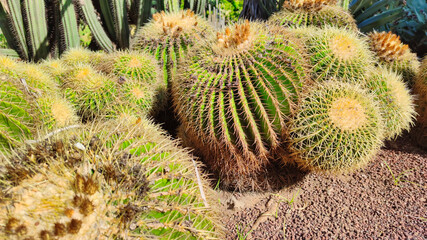 Cactus en el jardin botanico de Valencia, Echinocactus grusonii Hildm, de Mexico