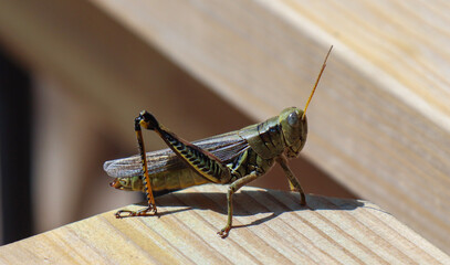 grasshopper closeup