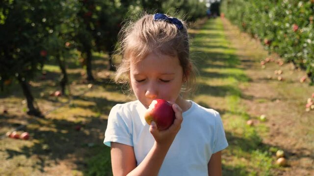 Kid little girl portrait eat bite ripe apple fruit staying in apple tree garden nature
