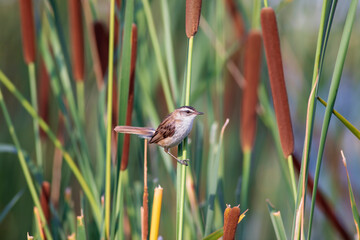 Nature and bird. Green red nature background. Moustached Warbler.