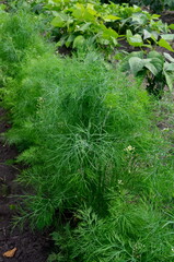 Fresh green dill grows in the garden. dill umbrella close-up