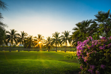 Fototapeta na wymiar Green grass field with palm tree in Public Park