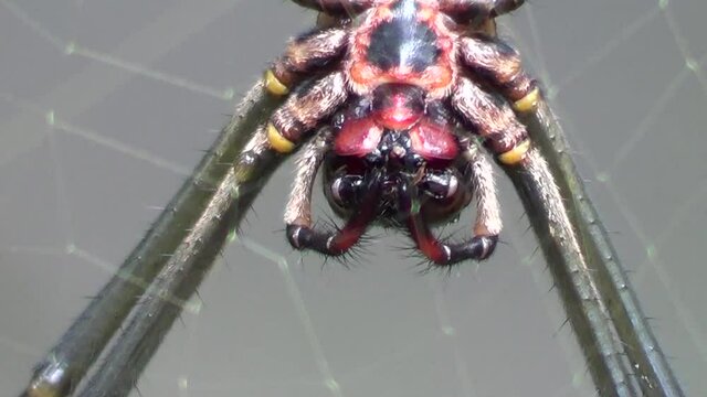 Aranha gigante manipulando presa