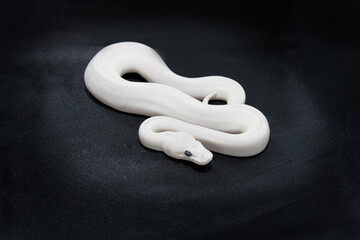 Königspython (python regius) Farbmorphe Blue Eyed Lucy Jungtier auf dunklem Hintergrund isoliert