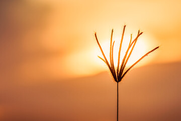 Obraz premium Grass flower on sunset landscape