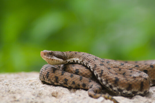Vipera aspide (Vipera aspis) ritratto su roccia e sfondo chiaro