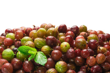 Gooseberry isolated on white background. Top view.