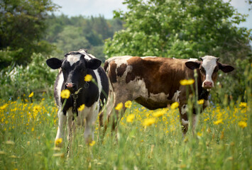 Calfs on a green field.