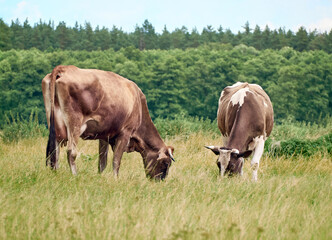 Cows on a green field.