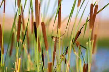 Obraz premium Nature and bird. Green red nature background. Moustached Warbler.