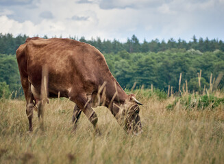 Cow on a green field.
