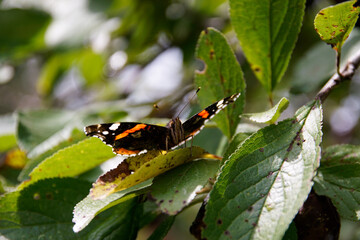 Motyl na drzewie © Aruru