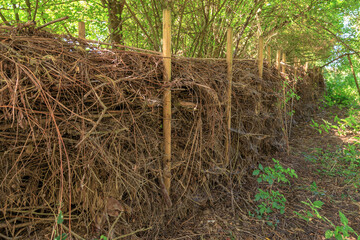 Benjeshecke aus Totholz als natürlicher Komposter