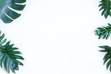 Fototapeta na wymiar White background with natural beautiful green leaves