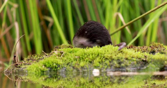 Eurasian water shrew, Neomys fodiens, close up of it moving on moss covered river bank with reed background.