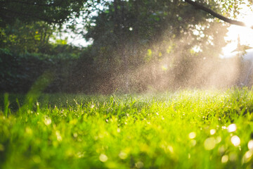 Fresh green grass and water drops over it sparkling in sunlight. - obrazy, fototapety, plakaty