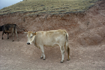 Offroad trip to Assy plateau. Turgen. Kazakhstan