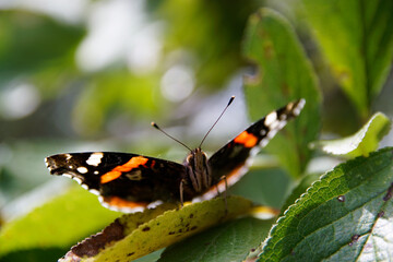 Motyl na drzewie © Aruru