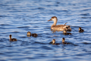 Duck family. Nature background. Red crested Pochard.