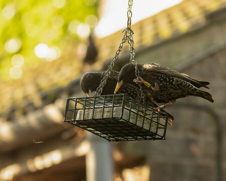 2 Starlings, Sturnus vulgaris, on a suet block feeder. One colour-ringed VKP, aka Vic