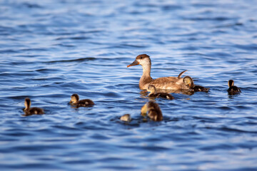 Duck family. Nature background. Red crested Pochard.