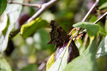 Motyl na drzewie © Aruru