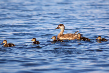 Duck family. Nature background. Red crested Pochard.