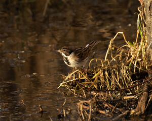 Male Reed Bunting (Emberiza schoeniclus) on water`s edge searching for insects in morning sunlight