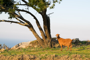 Mountain goat walking through a meadow or a mountain at sunrise with sunlight next to a tree