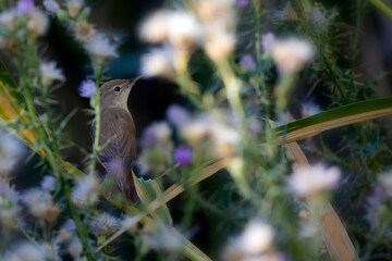 Cute little bird. Eurasian Reed Warbler. Green nature background.
