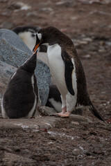 Gentoo penguins (Pygoscelis papua), Antarctica