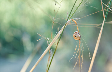 El viaje del caracol