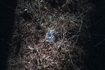 Tela de araña en el suelo de un bosque de pinos