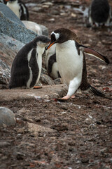 Gentoo penguins (Pygoscelis papua), Antarctica