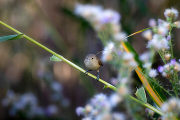 Cute little bird. Eurasian Reed Warbler. Green nature background.
