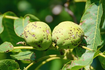 Obraz premium Walnut anthracnose or walnut black spot - Gnomonia (Ophiognomonia) leptostyla, fungal plant pathogen