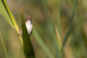Cute little bird. Eurasian Reed Warbler. Green nature background.