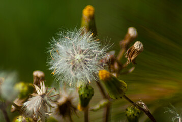 Flor de León