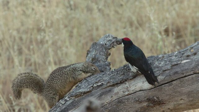 Acorn woodpeckers fighting off California ground squirrel