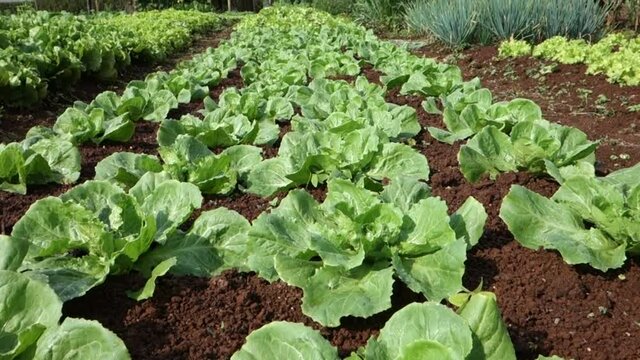 Detalhes produ&ccedil;&atilde;o org&acirc;nica de hortali&ccedil;as - mostarda, cebolinha e alface